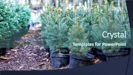  Presentation with greenhouse - Slide deck featuring trees water - pots with young conifer plants background and a ocean colored foreground