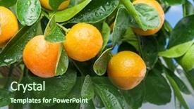  Presentation with blue water - Cool new presentation with trees water - ripe tangerine fruits backdrop and a tawny brown colored foreground