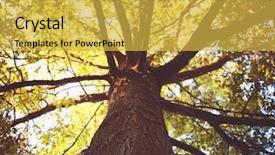  Presentation with leaves of the wetland forest - Colorful slide deck enhanced with forest or park with trees backdrop and a yellow colored foreground