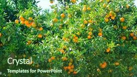  Presentation with plantation - Cool new presentation theme with trees with fruits on plantation backdrop and a tawny brown colored foreground