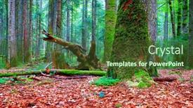  Presentation with moss - Slide set featuring trees-with-moss-in-midnight background and a tawny brown colored foreground