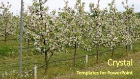  Presentation with irrigation - Presentation theme having trees with surface irrigation system background and a tawny brown colored foreground
