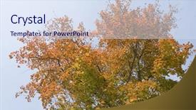  Presentation with autumn blue - Colorful presentation theme enhanced with trees with the blue sky background in autumn backdrop and a sky blue colored foreground