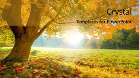  Presentation with sunshine - PPT theme featuring autumn scenery with dry leaves background and a gold colored foreground