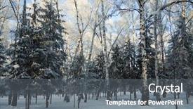  Presentation with snow covered trees and falling - PPT theme with frozen forest covered with snow background and a  colored foreground