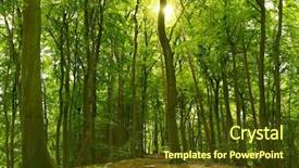  Presentation with shining forest - Slides enhanced with woods trees - green sunny summer forest background and a tawny brown colored foreground