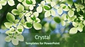  Presentation with forest morning - Audience pleasing slide deck consisting of woods trees - new beech leaf in morning backdrop and a  colored foreground