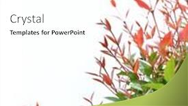  Presentation with white rose - Presentation theme with treetop-of-red-christina-leaves background and a white colored foreground