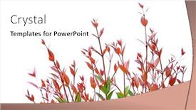  Presentation with white rose - PPT theme featuring treetop-of-red-christina-leaves background and a white colored foreground