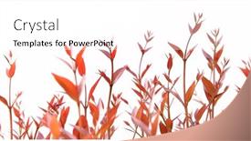  Presentation with white rose - Presentation design having treetop-of-red-christina-leaves background and a white colored foreground