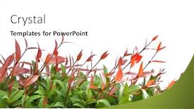  Presentation with white rose - Slides featuring treetop-of-red-christina-leaves background and a white colored foreground