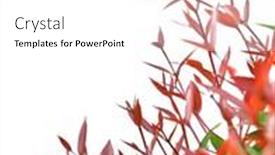  Presentation with white rose - Presentation theme featuring treetop-of-red-christina-leaves background and a white colored foreground