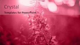  Presentation with magenta - Presentation design consisting of trendy-color-of-the-year background and a coral colored foreground