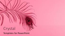  Presentation with magenta - Slides having trendy-color-of-the-year background and a  colored foreground