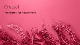  Presentation with magenta - Presentation theme enhanced with trendy-color-of-the-year background and a  colored foreground