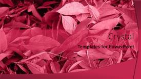  Presentation with autumn leaves - Slides consisting of trendy-color-of-the-year background and a red colored foreground