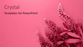  Presentation with magenta - PPT theme having trendy-color-of-the-year background and a  colored foreground