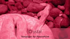  Presentation with magenta - Presentation theme with trendy-color-of-the-year background and a coral colored foreground