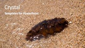  Presentation with sea cucumber - Presentation design enhanced with trepang tripang stichopus japonicus sea background and a coral colored foreground