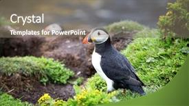  Presentation with scotland - Audience pleasing PPT theme consisting of treshnish isle inner hebrides scotland backdrop and a gray colored foreground