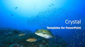  Presentation with hunting - Colorful PPT layouts enhanced with trevally fish hunting backdrop and a cobalt blue colored foreground