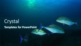  Presentation with hunting - Presentation with trevally fish hunting background and a ocean colored foreground