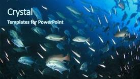  Presentation with aquatic - Slides featuring trevally fish in thailand background and a ocean colored foreground