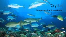  Presentation with coral reef - PPT layouts with trevally fish on coral reef background and a cyan colored foreground