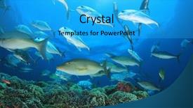  Presentation with fish tuna - Colorful slide deck enhanced with trevally fish on coral reef backdrop and a cyan colored foreground