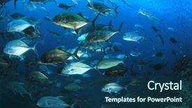  Presentation with tropical reef fish - Slide deck featuring trevally fish on coral reef background and a ocean colored foreground