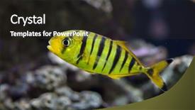  Presentation with fish aquarium - Amazing slide deck having trevally gnathanodon speciosus marine fish backdrop and a dark gray colored foreground