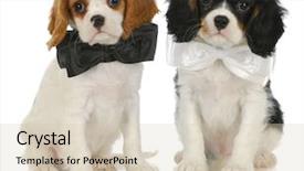  Presentation with king - Presentation design consisting of two cute puppies - cavalier king charles spaniel puppies wearing bowties sitting on white background background and a lemonade colored foreground