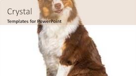  Presentation with australian - PPT theme consisting of tri-color-red-australian-shepherd background and a coral colored foreground