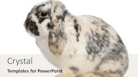  Presentation with rabbit - Beautiful slides featuring tri color spotted french lop rabbit 2 months old oryctolagus cuniculus sitting in front of white background backdrop and a soft green colored foreground