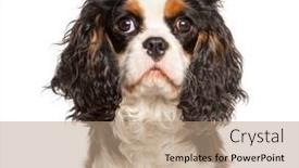  Presentation with king - Slide set with tri-colored-cavalier-king-charles background and a coral colored foreground