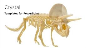  Presentation with skeleton - Presentation enhanced with triceratops-skeleton-isolated-on-white background and a white colored foreground