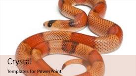  Presentation with lentil milk - Cool new PPT theme with tricolor hypomelanistic honduran milk snake backdrop and a coral colored foreground
