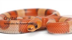  Presentation with white milk - Colorful theme enhanced with tricolor hypomelanistic honduran milk snake backdrop and a  colored foreground