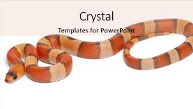  Presentation with white milk - Cool new PPT theme with tricolor hypomelanistic honduran milk snake backdrop and a coral colored foreground