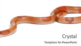  Presentation with white milk - Amazing PPT theme having tricolor hypomelanistic honduran milk snake backdrop and a  colored foreground