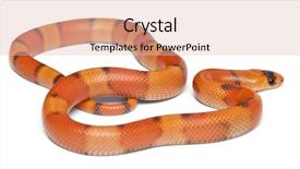  Presentation with non dairy vegan coconut milk - Slides consisting of tricolor hypomelanistic honduran milk snake background and a lemonade colored foreground