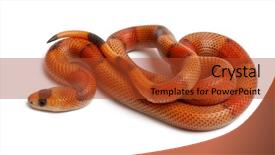  Presentation with milk pathogen - PPT theme having tricolor reverse honduran milk snake background and a red colored foreground