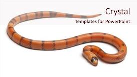  Presentation with white milk - Theme having tricolor reverse honduran milk snake background and a lemonade colored foreground