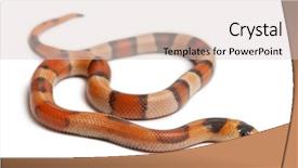  Presentation with white milk - Colorful PPT theme enhanced with tricolor reverse honduran milk snake backdrop and a  colored foreground