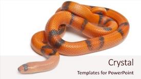 Presentation with milk pathogen - PPT theme featuring tricolor reverse honduran milk snake background and a  colored foreground