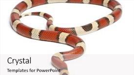  Presentation with milk smoothies - Presentation featuring tricolor vanishing honduran milk snake background and a light gray colored foreground