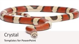  Presentation with white milk - Cool new presentation theme with tricolor vanishing honduran milk snake backdrop and a lemonade colored foreground