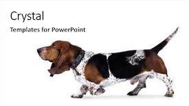  Presentation with basset hound - Cool new theme with funny basset hound dog running backdrop and a white colored foreground