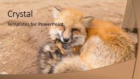 Presentation with fox - Audience pleasing PPT theme consisting of tried red fox backdrop and a coral colored foreground