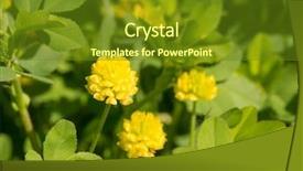  Presentation with sunshine flower - Amazing slide deck having trifolium aureum golden clover flower backdrop and a  colored foreground
